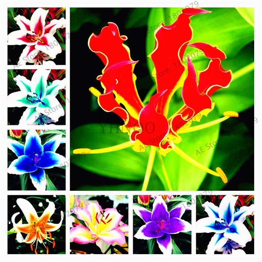 Lilium Brownii Seeds - Indoor Bonsai, Courtyard Lily Flower Seeds for Planting