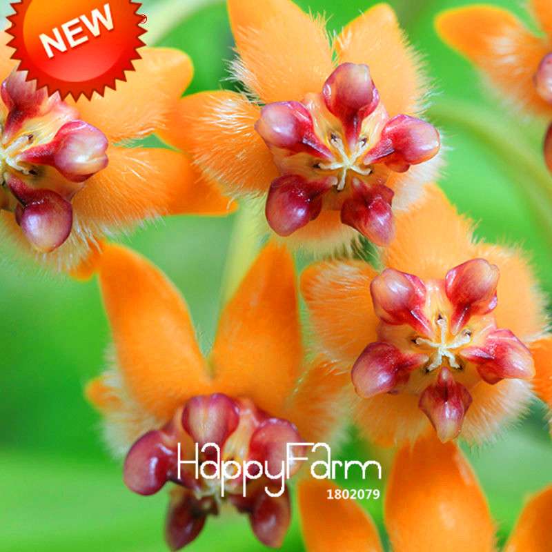 Buy Hoya Carnosa Seeds - Balcony Potted Rose Orchid Flower Seeds for Home Garden, Fast Shipping