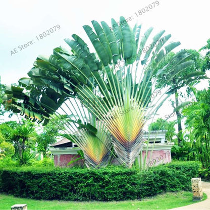 Ravenala Madagascariensis Seeds - Exotic Travelers Palm for Tropical Gardens | Fast US Shipping