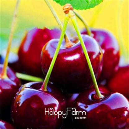 Dwarf Cherry Tree Seeds - Sweet Fruit Seeds for Home Garden, Fast US Shipping
