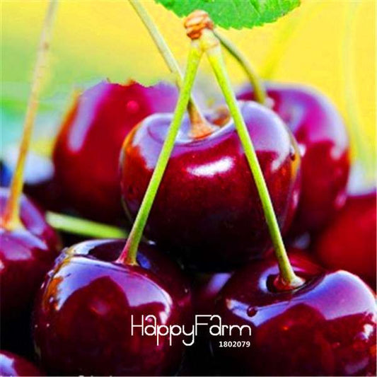 Dwarf Cherry Tree Seeds - Sweet Fruit Seeds for Home Garden, Fast US Shipping