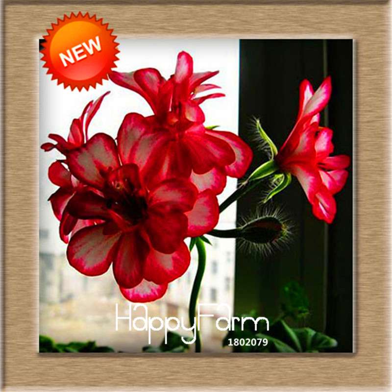 Pelargonium Peltatum Seeds - Geranium Flower Seeds, 17 Colors, Perennial Blooms for Garden & Containers