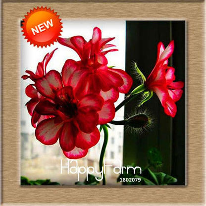 Pelargonium Peltatum Seeds - Geranium Flower Seeds, 17 Colors, Perennial Blooms for Garden & Containers