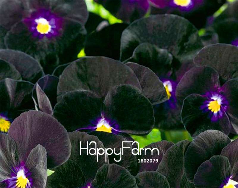 Viola Bowles Black Viola Mix Seeds - Easy to Grow Potted Flowers for Home Garden - Premium Flower Seeds