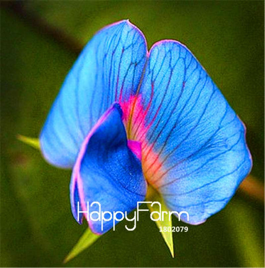 King Tut Blue Sweet Pea Seeds - Easy to Grow Bonsai Flowers for Home Garden, Non-GMO