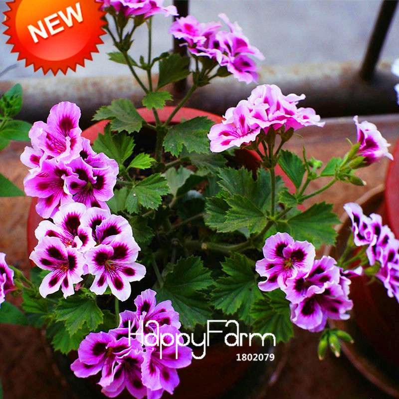 Rare Purple Queling Univalve Geranium Seeds | Perennial Pelargonium Peltatum | Exotic Flower Seeds for Garden