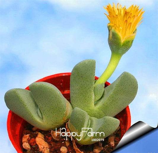 Celestial Cactus Seeds - Potted Succulent Plants for Home, Office & Anti-Radiation - Easy to Grow