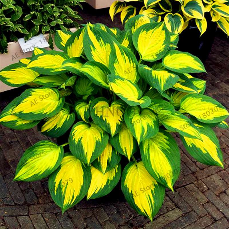 Hosta Seeds - Perennial Shade-Loving Lily Flower Plants for Home & Garden | Fast-Growing & Easy Care