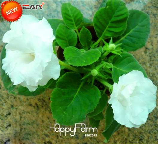 White Gloxinia Seeds - Perennial Sinningia Speciosa, Bonsai & Balcony Flowers - Easy Grow, Stunning Blooms