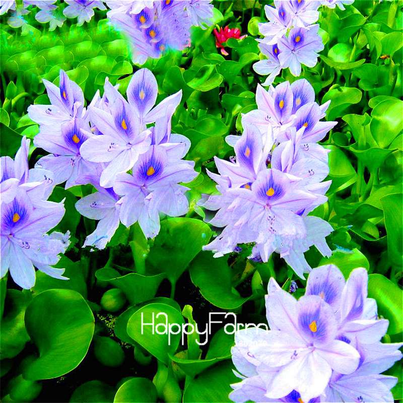 Lotus Seed Aquatic Plant Kit - DIY Home Garden Bonsai for Ponds & Terrariums