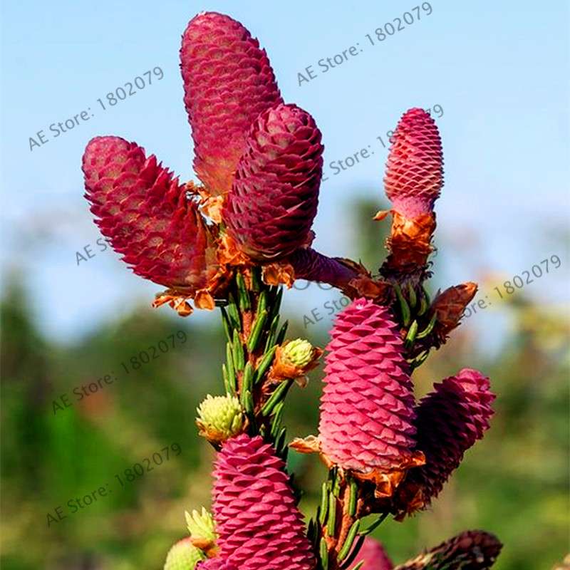 Korean Fir Seeds (Abies koreana) - Year-Round Bonsai Tree Planting, DIY Home Garden Decor & Landscaping