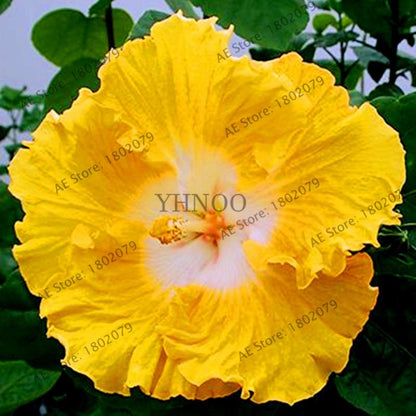 24-Color Giant Dinnerplate Hibiscus Seeds - Perennial Flower for Home, Bonsai & Garden Planting