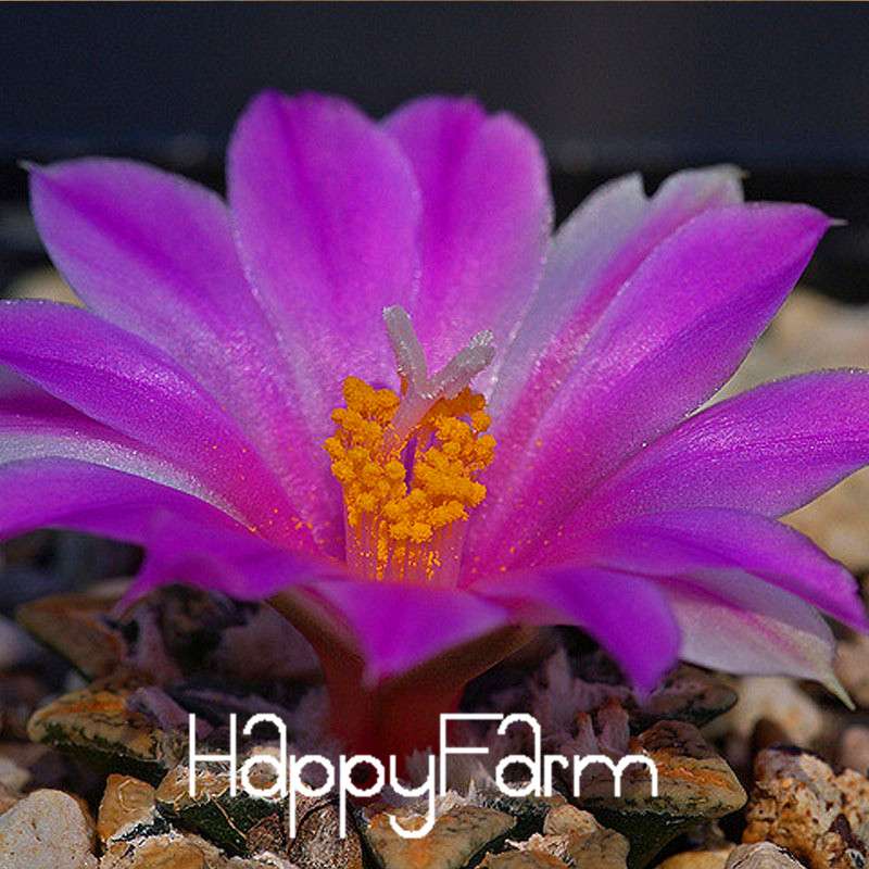 Purple Lithops Seeds - Unique Succulent Plants for Home, Office & Balcony Planting