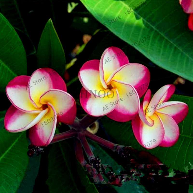 Mixed Color Frangipani Plumeria Seeds - Perennial Bonsai Plant for Home & Garden Planting