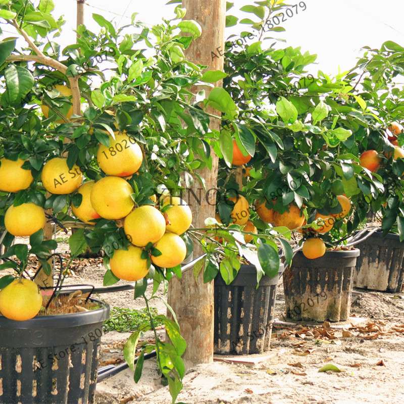 Hardy Mini Pomelo Tree Seeds - Dwarf Kao Pan Grapefruit, Rare Bonsai Fruit for Home Garden