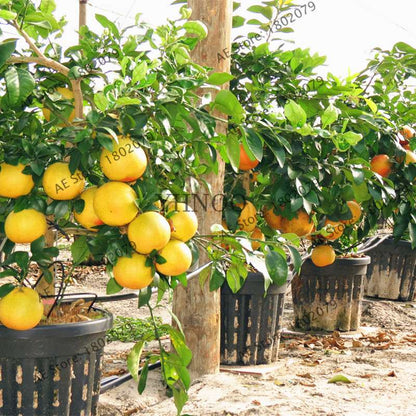 Hardy Mini Pomelo Tree Seeds - Dwarf Kao Pan Grapefruit, Rare Bonsai Fruit for Home Garden