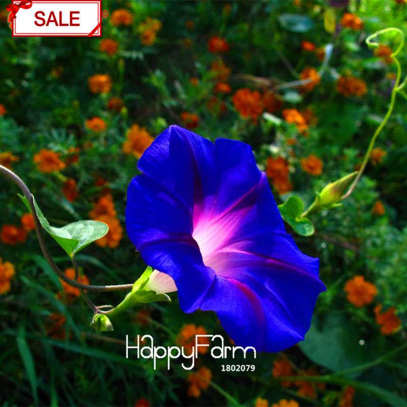Types Ipomoea Nil Seeds - Chinese Morning Glory Flowers, Fast US Shipping