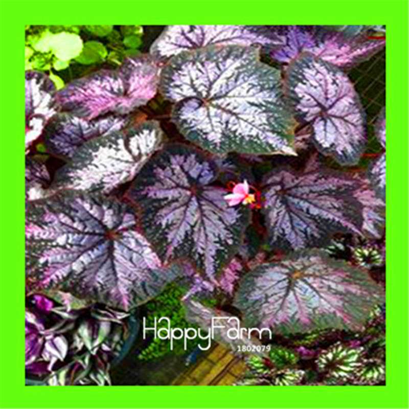 Begonia Flower Seeds - Vibrant Potted Bonsai for Garden, Balcony & Courtyard | Fast-Growing Coleus Seeds
