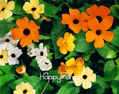 Organic Black-eyed Susan Vine Seeds (Thunbergia alata) - Piece Climbing Flower Mix for Gardens