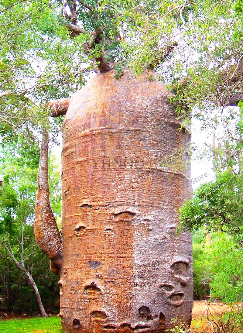 Rare Australian Baobab Tree Seeds - Giant Crown, Unique Boba Trees, Fast US Shipping