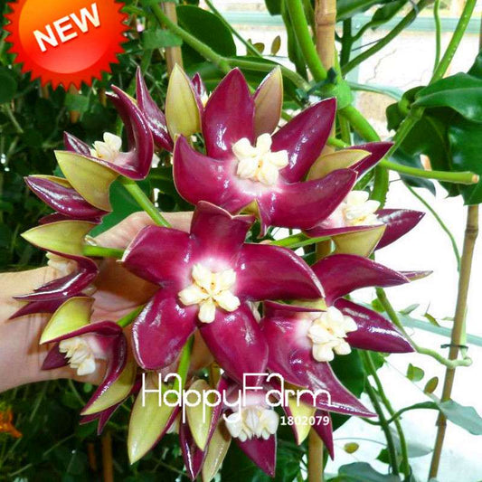 Rare Hoya Carnosa Orchid Seeds - Home Bonsai Flower Seeds for Planting