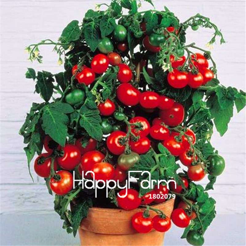 Rainbow Tomato Seeds - Organic Bonsai Veggie & Fruit Seeds for Home Garden, Non-GMO, Easy Grow