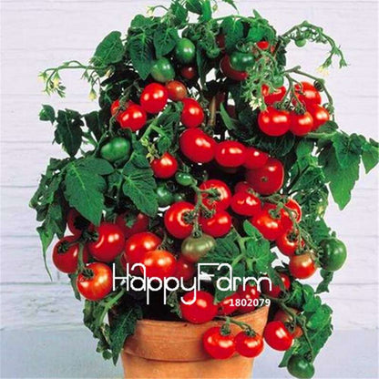 Rainbow Tomato Seeds - Organic Bonsai Veggie & Fruit Seeds for Home Garden, Non-GMO, Easy Grow