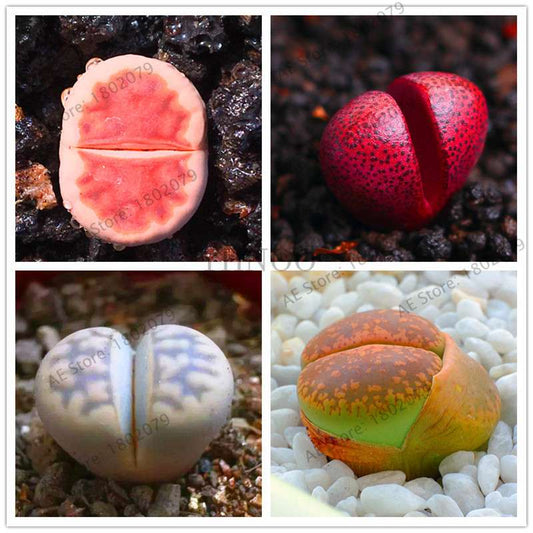 Rare Lithops Seeds - Living Stone Succulent Mix for Mini Garden, Bonsai & Assorted Flower Planting | Fast US Shipping