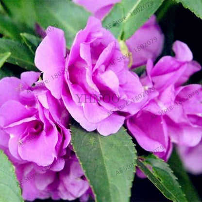 Bonsai Impatiens Seeds - Touch-Me-Not Flower Seeds for Home & Garden Planting - Easy Grow Bonsai Plants
