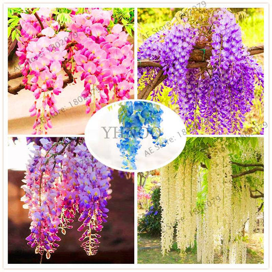 Rare Red Wisteria Seeds - Bonsai Tree Kit for Indoor Home Decor | Easy-Grow Mini Bonsai Plants