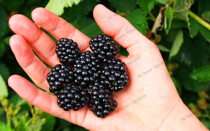 Organic Blackberry & Raspberry Seeds - Sweet, Stratified for Home Garden, Bonsai, Creepers | Non-GMO Fruit Seeds