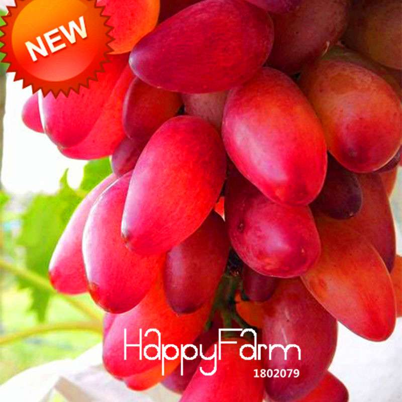 Rare Red Finger Grape Seeds - Natural Sweet Fruit Plants for Home Gardening, Fast Growth