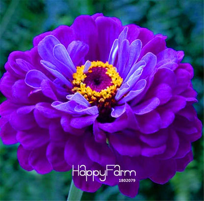 Premium Zinnia Seeds Mix - 24 Varieties, - Rare Colorful Flowers for Indoor & Outdoor Gardens