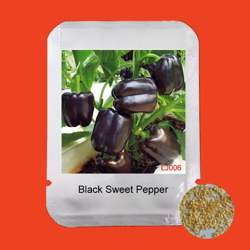 Organic Black Sweet Pepper Seeds - Non-GMO, Balcony & Potted Plant, Home Garden Vegetable Seeds for Planting
