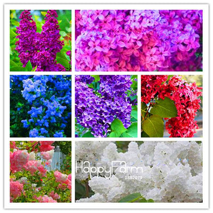 Japanese Bonsai Lilac Flower Seeds - DIY Home Garden Planting Kit for Indoor/Outdoor
