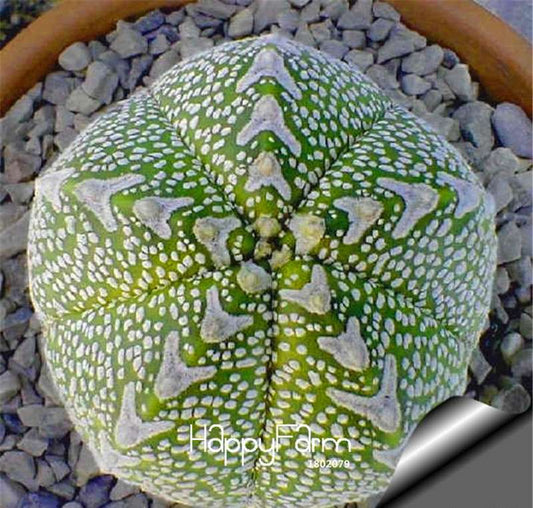 Rare Flower Seeds - Exotic Cactus, Succulent & Lithops Mix for Bonsai Planting (USA Shipping)