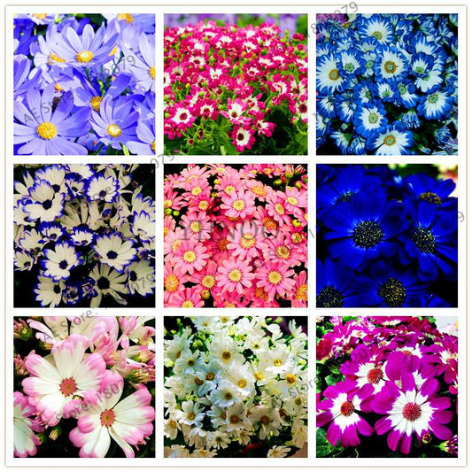 Cineraria Flower Seeds - 23 Colorful Bonsai Varieties for Home & Garden DIY Planting
