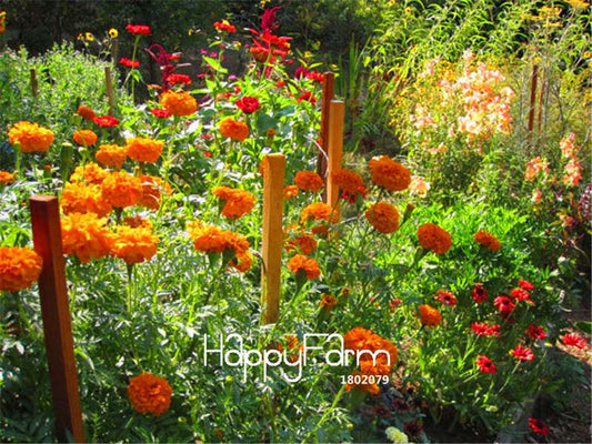 Marigold Seeds - Orange & Yellow Natural Dye Flowers for Home Decor, Bonsai & Planting