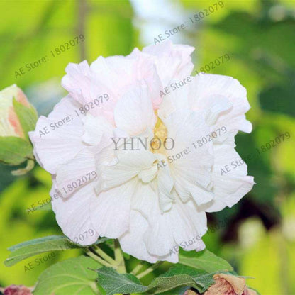 Mixed Color Hibiscus Seeds - Perennial Dinner Plate Hibiscus for Home Garden & Bonsai Planting