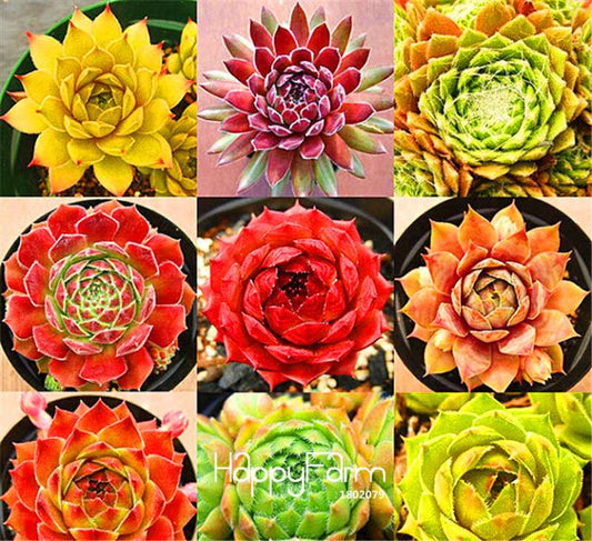 Rare Sempervivum Succulent Seeds - Perfect for Home Garden, Bonsai & Potted Plants - Unique Gift Idea