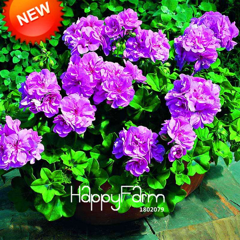 Purple Geranium Seeds Pack - Perennial Pelargonium Peltatum Flowers for Indoor & Outdoor Planting