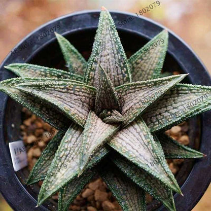 Succulent Seeds Kit - Aloe Vera, Edible Beauty Plants, Bonsai & Perennial Flowers for Home Garden