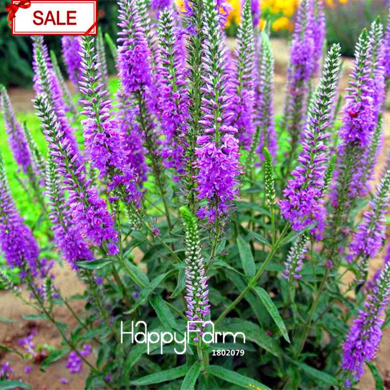 Multi-Color Astilbe Seeds - Vibrant Perennial Flowers for Pots & Gardens | Fast US Shipping