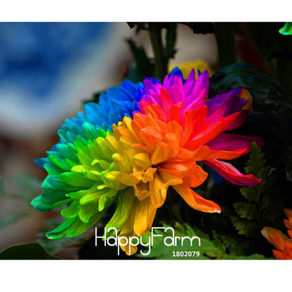 Rare Rainbow Chrysanthemum Seeds - Vibrant Colors, DIY Home Garden Planting, New Arrival
