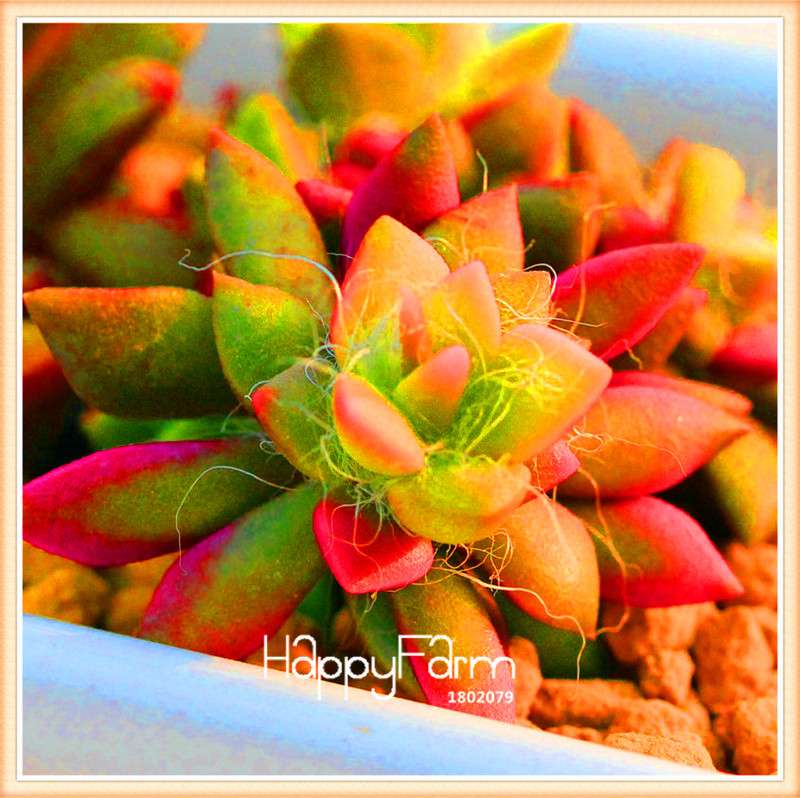 Lithops Seeds - 99 Varieties, Succulent & Bonsai Plants for Office - Fast Shipping & High Germination Rate