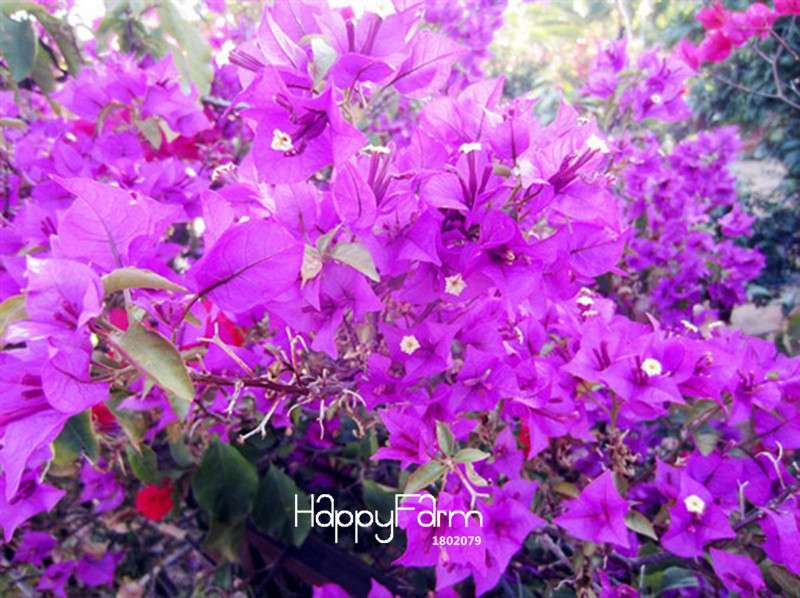 Purple Bougainvillea Spectabilis Seeds - Perennial Flower Seeds for Bonsai & Garden Planting