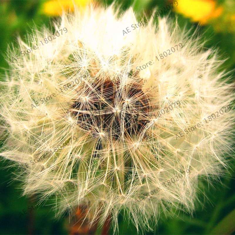 2025 Fresh Dandelion Seeds (Taraxacum Mongolicum) - Grow Your Own Bonsai Flowers | Fast US Shipping