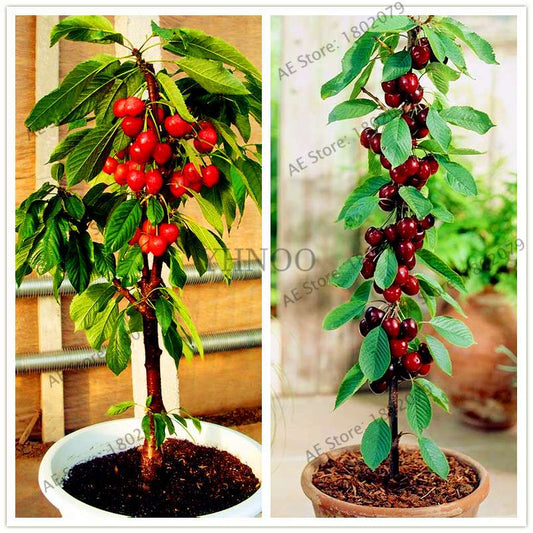 Japanese Cherry Seeds for Planting - Sweet Fruit Bonsai Tree Kit for Home Garden DIY