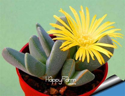 Celestial Cactus Seeds - Potted Succulent Plants for Home, Office & Anti-Radiation - Easy to Grow