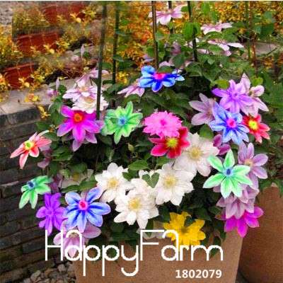 Multicolor Clematis Seeds - Bonsai Climbing Plants, Lotus-Like Blooms, Fast Growth, Perfect for Gardens & Pots